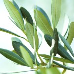 Extrakt-z-olivových-listov
